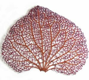 Meredith Woolnouhg