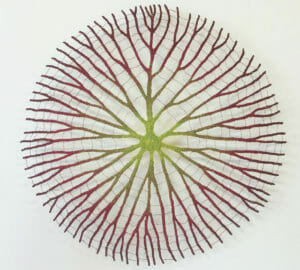 Meredith Woolnouhg